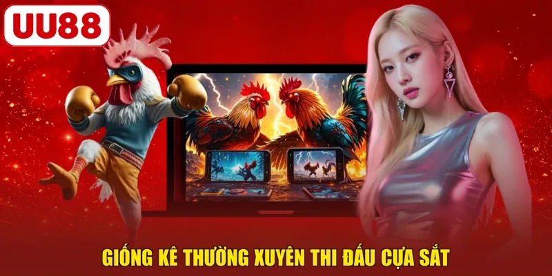 Giống kê thường xuyên thi đấu cựa sắt