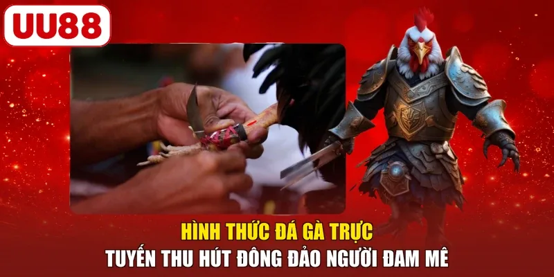 Hình thức đá gà trực tuyến thu hút đông đảo người đam mê